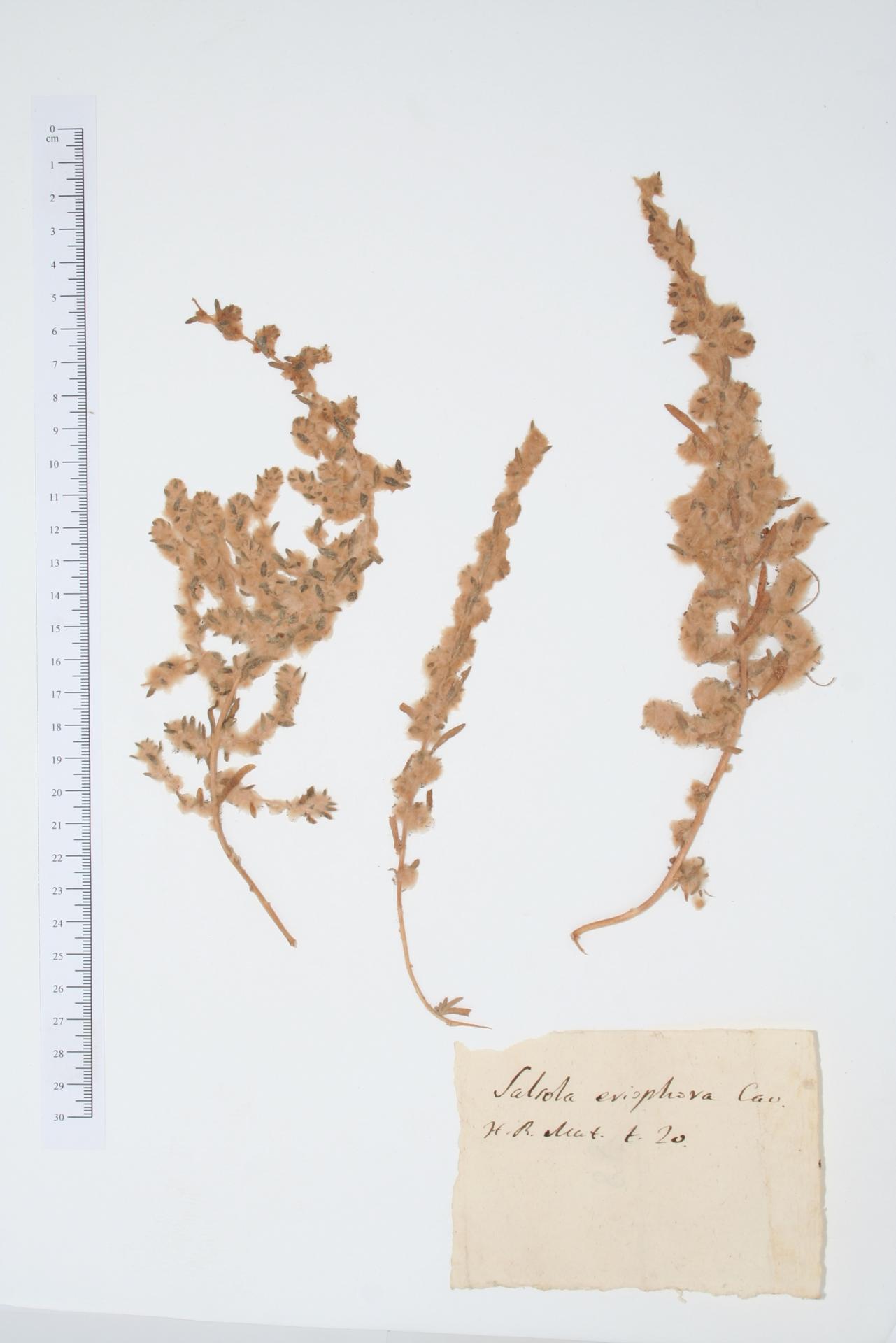 Salsola eriophora Cav.