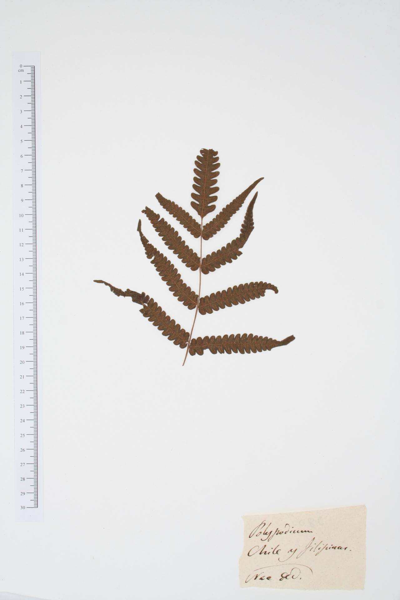 Polypodium ssp.