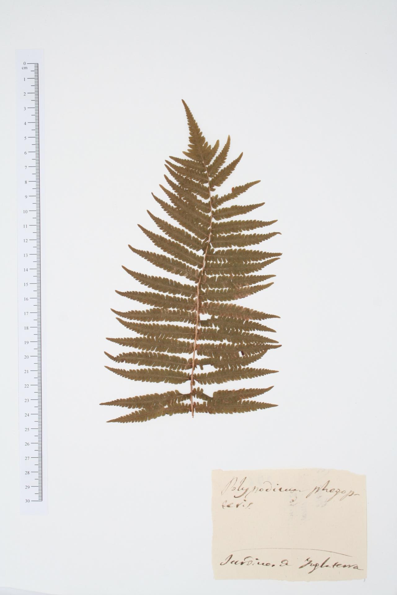 Polypodium phegopteris L.